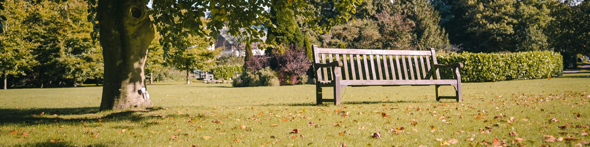 Crematorium grounds - tree and bench