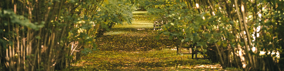 Tree lined walk